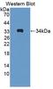 Interleukin 1 Beta antibody, LS-C374009, Lifespan Biosciences, Western Blot image 