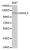 Piwi Like RNA-Mediated Gene Silencing 2 antibody, abx002215, Abbexa, Western Blot image 