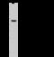 Proteasome 26S Subunit, ATPase 2 antibody, GTX02511, GeneTex, Western Blot image 