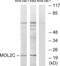 MOB Kinase Activator 3C antibody, abx013667, Abbexa, Western Blot image 