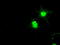 BUB1 Mitotic Checkpoint Serine/Threonine Kinase B antibody, TA500535, Origene, Immunofluorescence image 