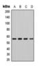Checkpoint Kinase 1 antibody, orb393243, Biorbyt, Western Blot image 