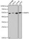 RB Binding Protein 4, Chromatin Remodeling Factor antibody, LS-C748949, Lifespan Biosciences, Western Blot image 