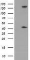 Phosphoribosylaminoimidazole Carboxylase And Phosphoribosylaminoimidazolesuccinocarboxamide Synthase antibody, TA501469, Origene, Western Blot image 