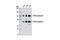Tripartite Motif Containing 28 antibody, 5868S, Cell Signaling Technology, Western Blot image 
