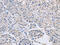 Actin Binding LIM Protein 1 antibody, CSB-PA914946, Cusabio, Immunohistochemistry frozen image 