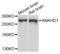 Ankyrin Repeat And KH Domain Containing 1 antibody, LS-C409761, Lifespan Biosciences, Western Blot image 