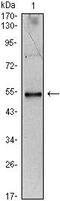 Interleukin 34 antibody, MA5-17098, Invitrogen Antibodies, Western Blot image 