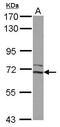 CDK5 Regulatory Subunit Associated Protein 1 antibody, PA5-29393, Invitrogen Antibodies, Western Blot image 