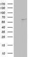 NEDD8 Activating Enzyme E1 Subunit 1 antibody, LS-C339136, Lifespan Biosciences, Western Blot image 