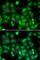 RAR Related Orphan Receptor A antibody, A6971, ABclonal Technology, Immunofluorescence image 