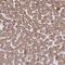 Acyl-CoA Synthetase Medium Chain Family Member 2A antibody, NBP2-46841, Novus Biologicals, Immunohistochemistry frozen image 