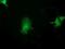 Activating Signal Cointegrator 1 Complex Subunit 2 antibody, NBP2-00675, Novus Biologicals, Immunofluorescence image 