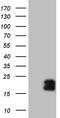 Methylmalonyl-CoA epimerase, mitochondrial antibody, TA808576S, Origene, Western Blot image 