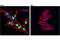 NK3 Homeobox 1 antibody, 83700S, Cell Signaling Technology, Immunocytochemistry image 