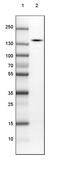 SLIT-ROBO Rho GTPase Activating Protein 2 antibody, PA5-55792, Invitrogen Antibodies, Western Blot image 
