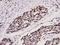ETS Proto-Oncogene 1, Transcription Factor antibody, A00931T38, Boster Biological Technology, Immunohistochemistry frozen image 