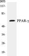 Peroxisome Proliferator Activated Receptor Gamma antibody, EKC1482, Boster Biological Technology, Western Blot image 