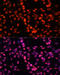 Minichromosome Maintenance Complex Component 5 antibody, 15-036, ProSci, Immunofluorescence image 