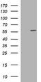 Tubulin Alpha 1c antibody, LS-C174820, Lifespan Biosciences, Western Blot image 