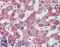 Growth Differentiation Factor 2 antibody, LS-B14999, Lifespan Biosciences, Immunohistochemistry paraffin image 