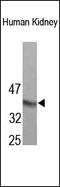 Paired Box 2 antibody, 251933, Abbiotec, Western Blot image 