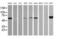 DIX Domain Containing 1 antibody, MA5-26153, Invitrogen Antibodies, Western Blot image 