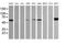 DIX Domain Containing 1 antibody, MA5-26153, Invitrogen Antibodies, Western Blot image 