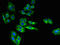 Solute Carrier Family 6 Member 15 antibody, LS-C398353, Lifespan Biosciences, Immunofluorescence image 