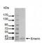 Emerin antibody, MA5-18076, Invitrogen Antibodies, Western Blot image 