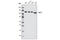 Sirtuin 1 antibody, 2493S, Cell Signaling Technology, Western Blot image 