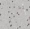 PID antibody, FNab05389, FineTest, Immunohistochemistry frozen image 