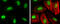 High Mobility Group Box 1 antibody, GTX628835, GeneTex, Immunocytochemistry image 