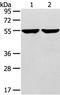 Tripartite Motif Containing 62 antibody, orb255815, Biorbyt, Western Blot image 