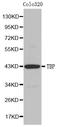 TF2D antibody, LS-C331458, Lifespan Biosciences, Western Blot image 