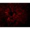 Lysine Demethylase 8 antibody, MBS150216, MyBioSource, Immunofluorescence image 