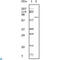 Albumin antibody, LS-C812329, Lifespan Biosciences, Western Blot image 