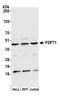 Farnesyl-Diphosphate Farnesyltransferase 1 antibody, A305-361A, Bethyl Labs, Western Blot image 