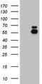 Ectonucleoside Triphosphate Diphosphohydrolase 1 antibody, LS-C339195, Lifespan Biosciences, Western Blot image 