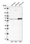 Transforming Growth Factor Beta Regulator 4 antibody, NBP1-85478, Novus Biologicals, Western Blot image 