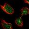 THAP Domain Containing 11 antibody, NBP1-92495, Novus Biologicals, Immunofluorescence image 