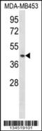 Ring Finger Protein 1 antibody, 57-819, ProSci, Western Blot image 