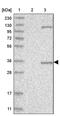 Axin Interactor, Dorsalization Associated antibody, PA5-55734, Invitrogen Antibodies, Western Blot image 