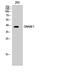 CD226 Molecule antibody, A01094-1, Boster Biological Technology, Western Blot image 