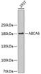 ATP Binding Cassette Subfamily A Member 6 antibody, 18-987, ProSci, Western Blot image 