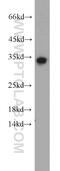 PHD Finger Protein 11 antibody, 10898-1-AP, Proteintech Group, Western Blot image 