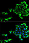 Glutamic-Oxaloacetic Transaminase 1 antibody, 19-881, ProSci, Immunofluorescence image 