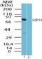 Ubiquitin Specific Peptidase 13 antibody, PA5-23318, Invitrogen Antibodies, Western Blot image 