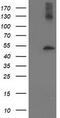 Tubulin beta-4 chain antibody, CF503130, Origene, Western Blot image 