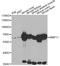 Matrix Metallopeptidase 11 antibody, A3034, ABclonal Technology, Western Blot image 